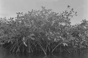 Feines pesqueres al litoral de la badia de Bluefieds