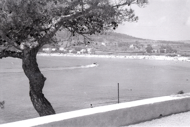 Pi pinyer a la Cala Sa Conca 