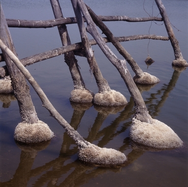 Aiguamolls de l'Empordà