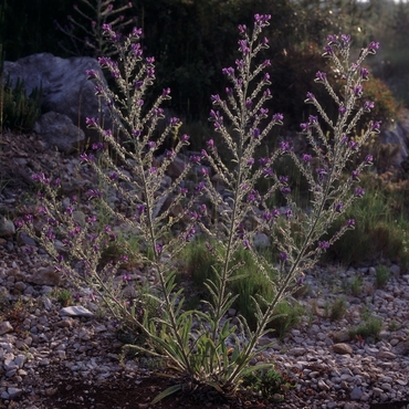 Vegetació del massís del Garraf