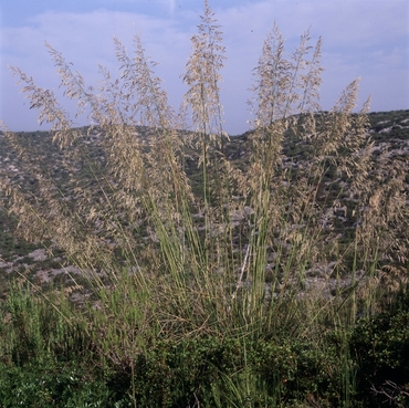 Vegetació del massís del Garraf