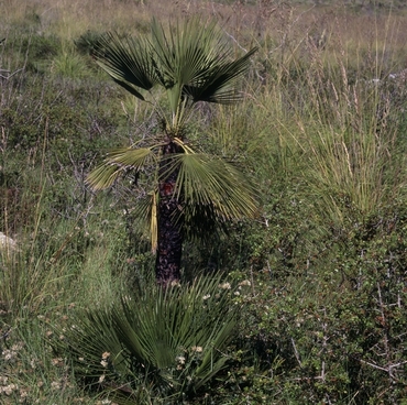 Vegetació del massís del Garraf