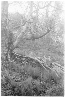 Castanyers del mas del Colobrant de Susqueda