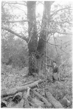 Castanyers del mas del Colobrant de Susqueda