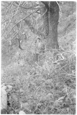 Castanyers del mas del Colobrant de Susqueda