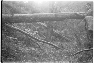 Castanyers del mas del Colobrant de Susqueda