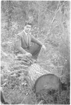 Castanyers del mas del Colobrant de Susqueda