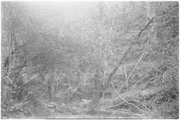 Castanyers del mas del Colobrant de Susqueda