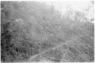 Castanyers del mas del Colobrant de Susqueda