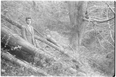 Castanyers del mas del Colobrant de Susqueda