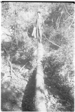 Castanyers del mas del Colobrant de Susqueda