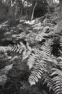 Benedicció i inauguració del Club Tennis Girona a les noves instal·lacions de Palau-Sacosta