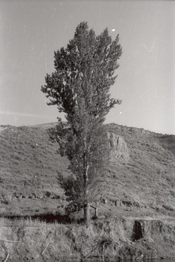 Arbre al costat d'un riu